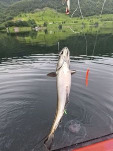 Pollock