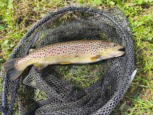 Brown Trout