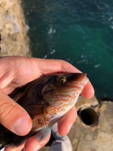 Ballan Wrasse