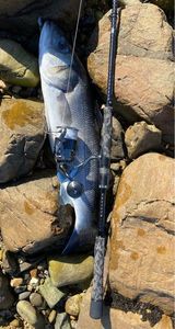 European Bass (Seabass)
