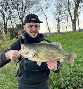Largemouth Bass
