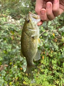 Smallmouth Bass