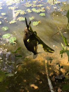 Largemouth Bass