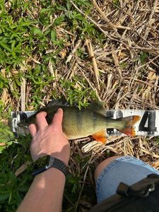 European Perch