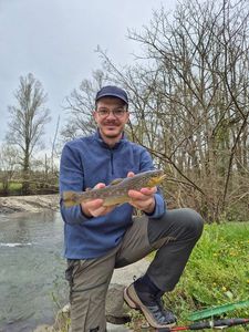 Brown Trout