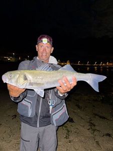 European Bass (Seabass)