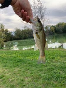 Largemouth Bass