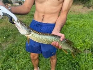 Northern Pike