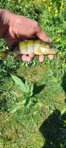 European Perch