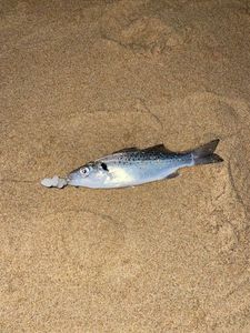 Spotted Seabass