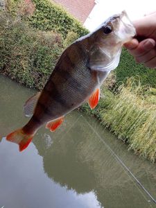 European Perch