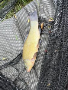 Tench
