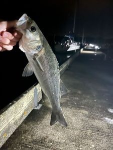 European Bass (Seabass)