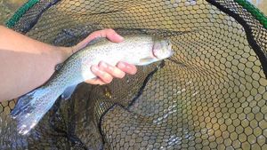 Rainbow Trout