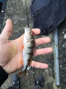 European Perch