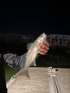European Bass (Seabass)