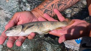 Brown Trout