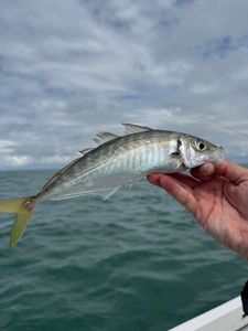 Atlantic Horse Mackerel