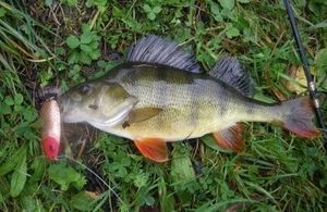 European Perch