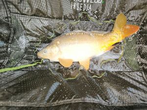 Mirror Carp