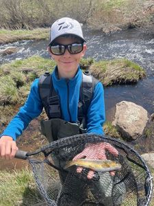 Brown Trout