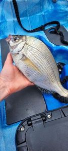 Black Seabream