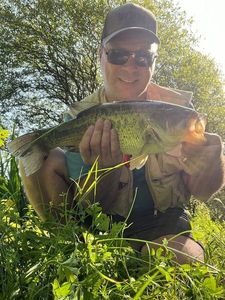 Largemouth Bass
