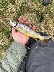 Brown Trout