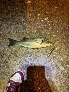 European Bass (Seabass)