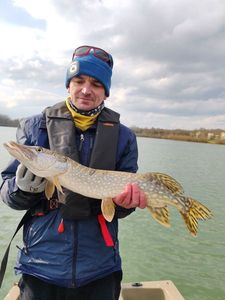 Northern Pike