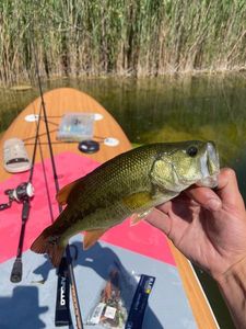 Largemouth Bass