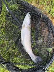 Rainbow Trout
