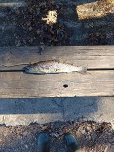 Brown Trout