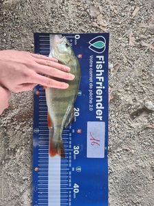 European Perch