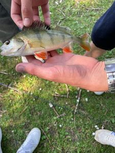 European Perch
