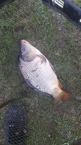 Common Carp