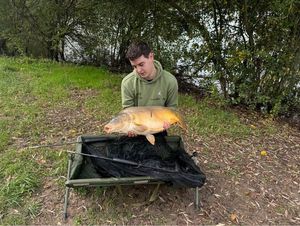 Common Carp