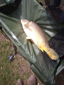 Common Carp