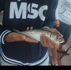 Mediterranean Horse Mackerel
