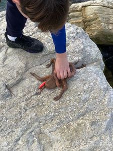 Common Octopus