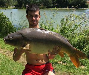 Mirror Carp