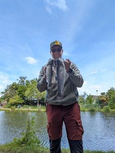 Rainbow Trout