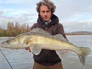 Zander