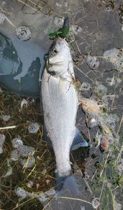 European Bass (Seabass)