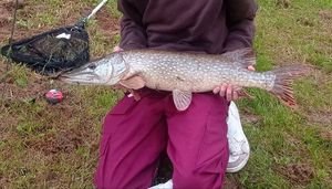 Northern Pike