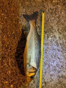 European Bass (Seabass)