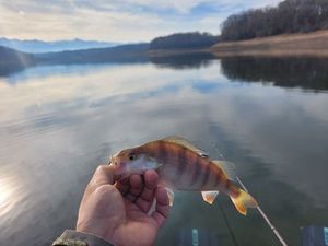 European Perch
