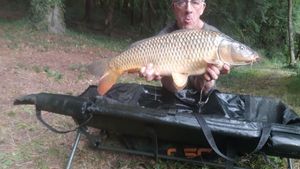 Common Carp