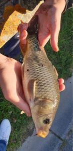 Common Carp