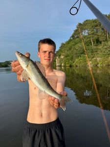 Zander